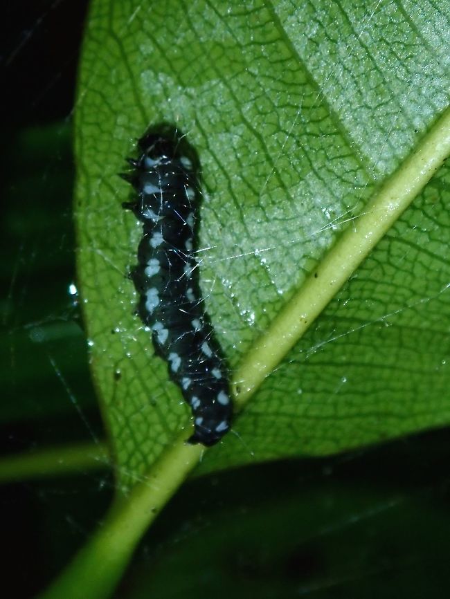 Caterpillar - Black/Blue  Caterpillar,Fiji