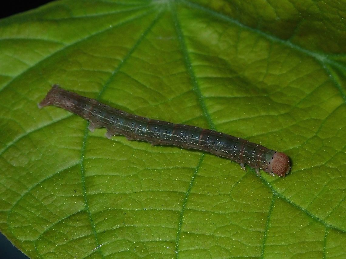 Caterpillar  Caterpillar,Fiji