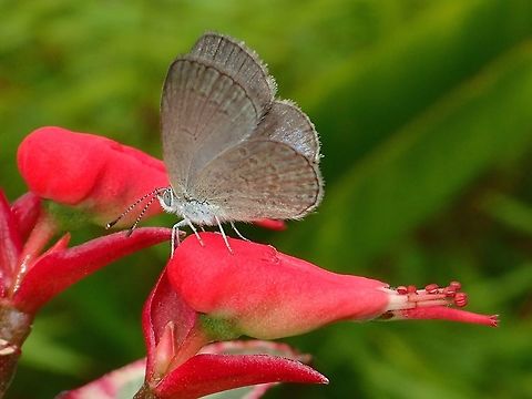 Lesser Grass Blue - Zizina otis Small Butterfly resting on a flower. Butterfly,Fiji,Lesser Grass Blue,Lycaenidae,Zizina otis
