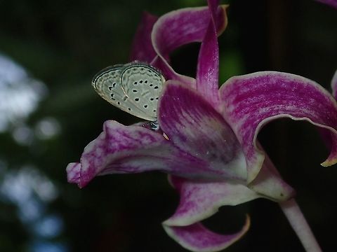 Tiny Grass Blue - Zizula hylax Small Buttefly feeding on an Orchid Butterfly,Fiji,Lycaenidae,Tiny Grass Blue,Zizula hylax