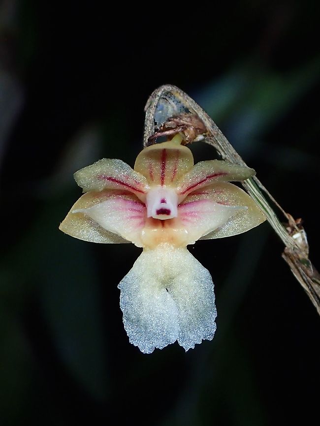 Dendrobium Orchid - Dendrobium sabahense Was originally given the ID of Dendrobium babiense but later told not likely, still the same genus though.<br />
Its a very small Orchid, of less than 1 cm in size.<br />
<br />
(Dendrobium cf babiense - Pig Dendrobium)<br />
<br />
Update : ID-ed to Dendrobium sabahense by ChunXingWong Dendrobium,Dendrobium sabahense,Dendrobium sp,Flower,Malaysia,Orchid,Plant,Sabah