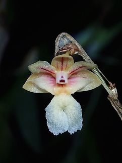 Dendrobium Orchid - Dendrobium sabahense Was originally given the ID of Dendrobium babiense but later told not likely, still the same genus though.
Its a very small Orchid, of less than 1 cm in size.

(Dendrobium cf babiense - Pig Dendrobium)

Update : ID-ed to Dendrobium sabahense by ChunXingWong Dendrobium,Dendrobium sabahense,Dendrobium sp,Flower,Malaysia,Orchid,Plant,Sabah