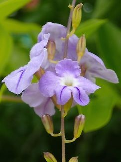 Golden Dewdrop - Duranta erecta This Golden Dewdrop - Duranta erecta originates from America and is known as an invasive species of flowering shrub. Duranta erecta,Fiji,Flower,Flowers,Golden Dewdrop,Plant
