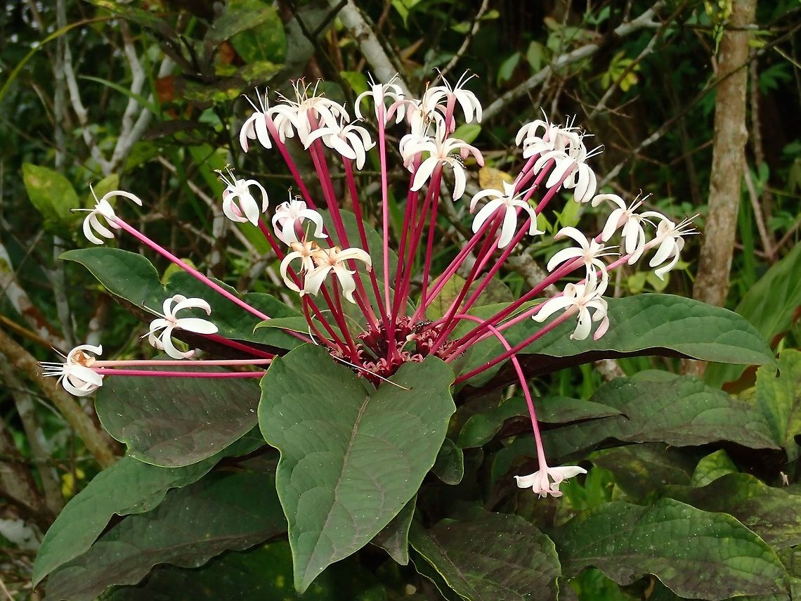 Fireworks! This Clerodendrum quadriloculare flowers is an introduced plant to Fiji, although nice and interesting, they can also be a pest.  Its odd bunch of flowers gives it interesting common names - Shooting Star and Fire Works. Clerodendrum quadriloculare,Fiji,Fire Works,Flowers,Plant,Shooting Star