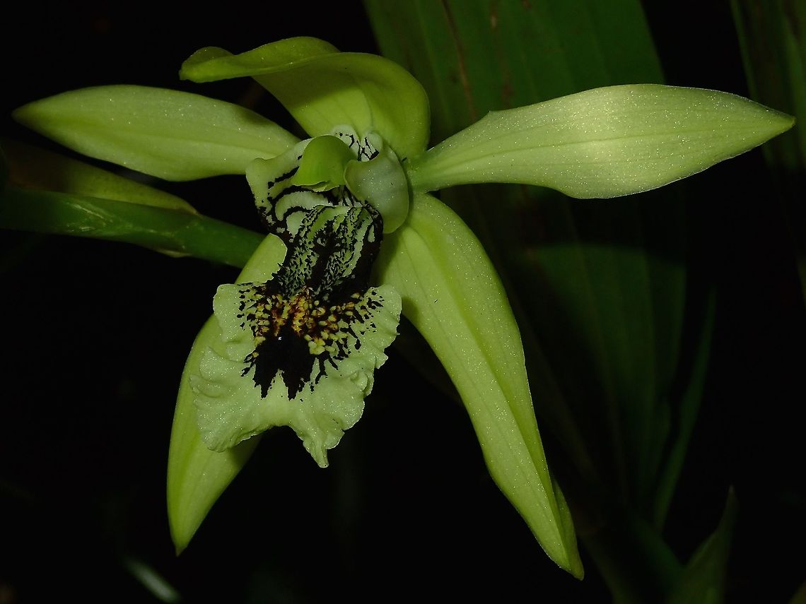 Black on Green Saw this Black Orchids - Coelogyne pandurata at the Gardens of the Sleeping Giant in Fiji. Black Orchid,Coelogyne pandurata,Fiji,Flower,Flowers,Orchid,Orchids,Plant