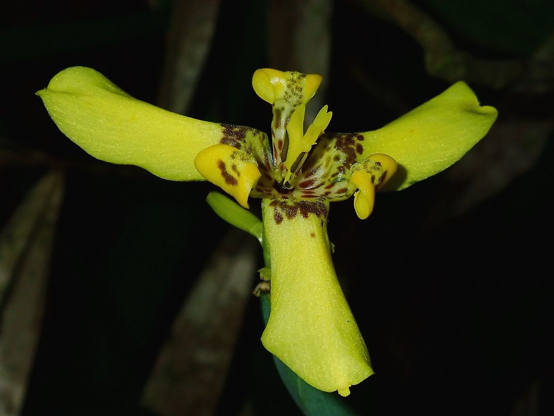Yellow Walking Iris - Trimezia steyermarkii This Yellow Walking Iris originates from America, is an introduced plant to Fiji, fairly common in gardens and along roads. Fiji,Flower,Flowers,Iris,Plant,Trimezia steyermarkii,Walking Iris,Yellow Walking Iris