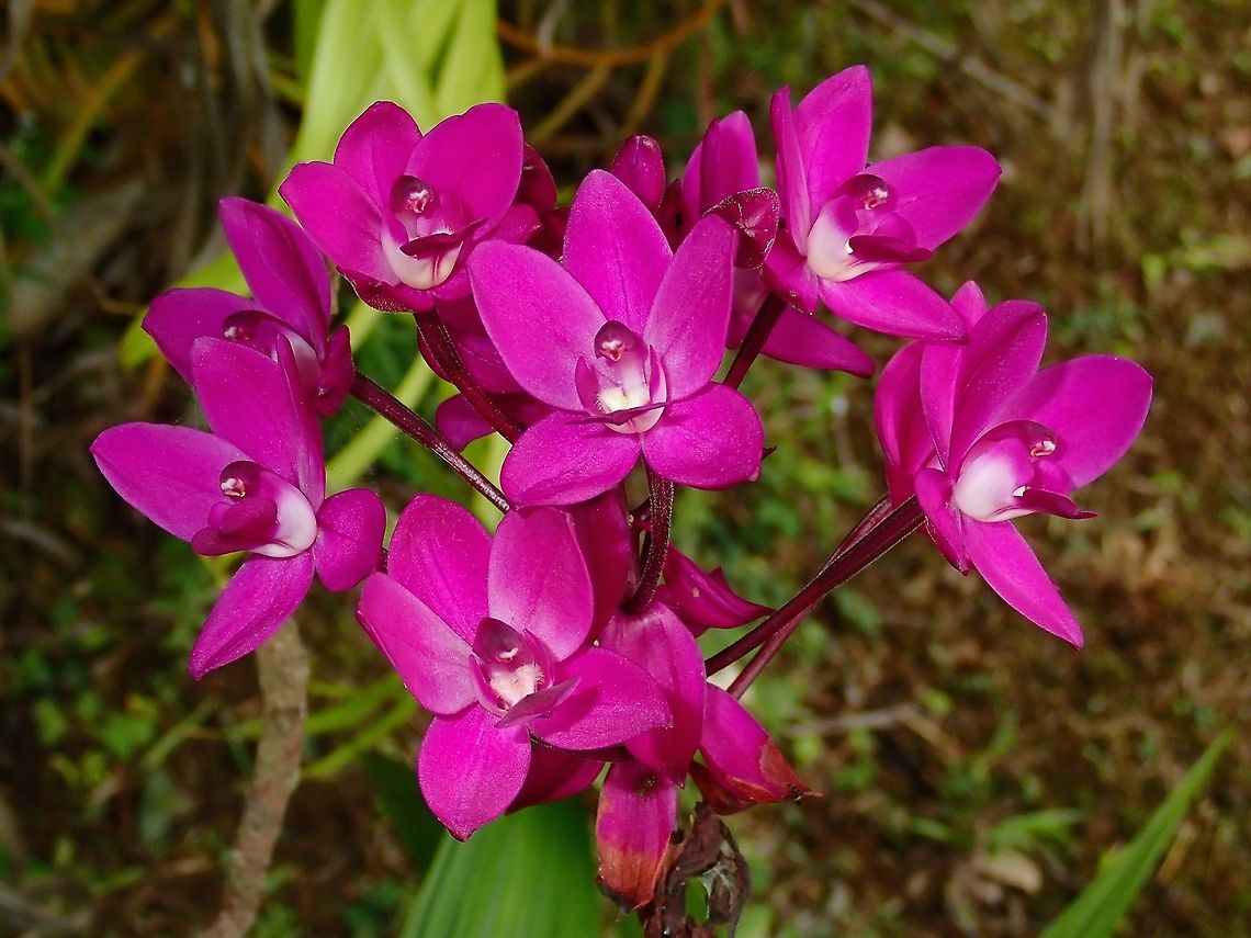 Ground Orchid - Spathoglottis plicata (?) This Ground Orchid, but not definitely sure with the ID, possibly Spathoglottis plicata.<br />
A widespread species and fairly common in gardens. Fiji,Flower,Flowers,Ground Orchid,Orchid,Orchids,Philippine Ground Orchid,Plant,Spathoglottis plicata