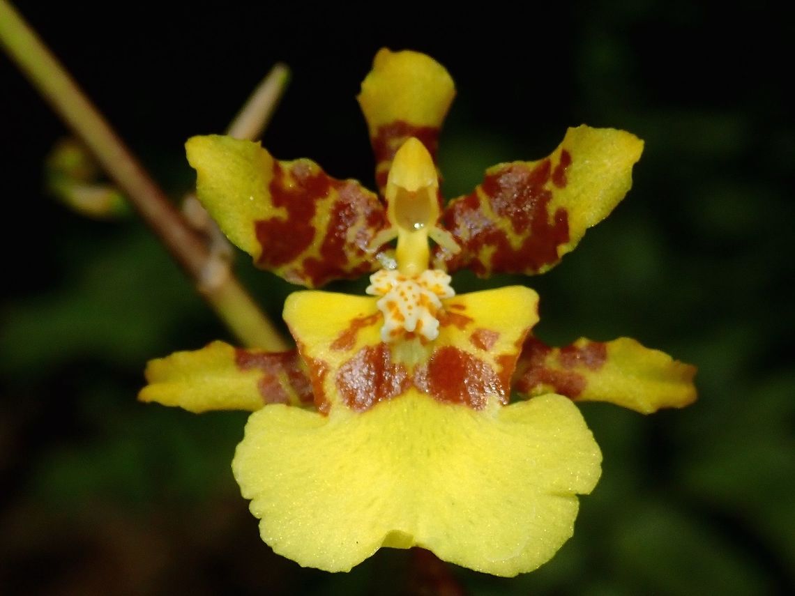 Yellow Dancing Lady This small sized Orchid originates from America, widely introduced world wide and is common in gardens.<br />
The small flowers resembles a dancing lady, hence its common name. Fiji,Flower,Flowers,Oncidium sphacelatum,Orchid,Orchids,Plant,Yellow Dancing Lady