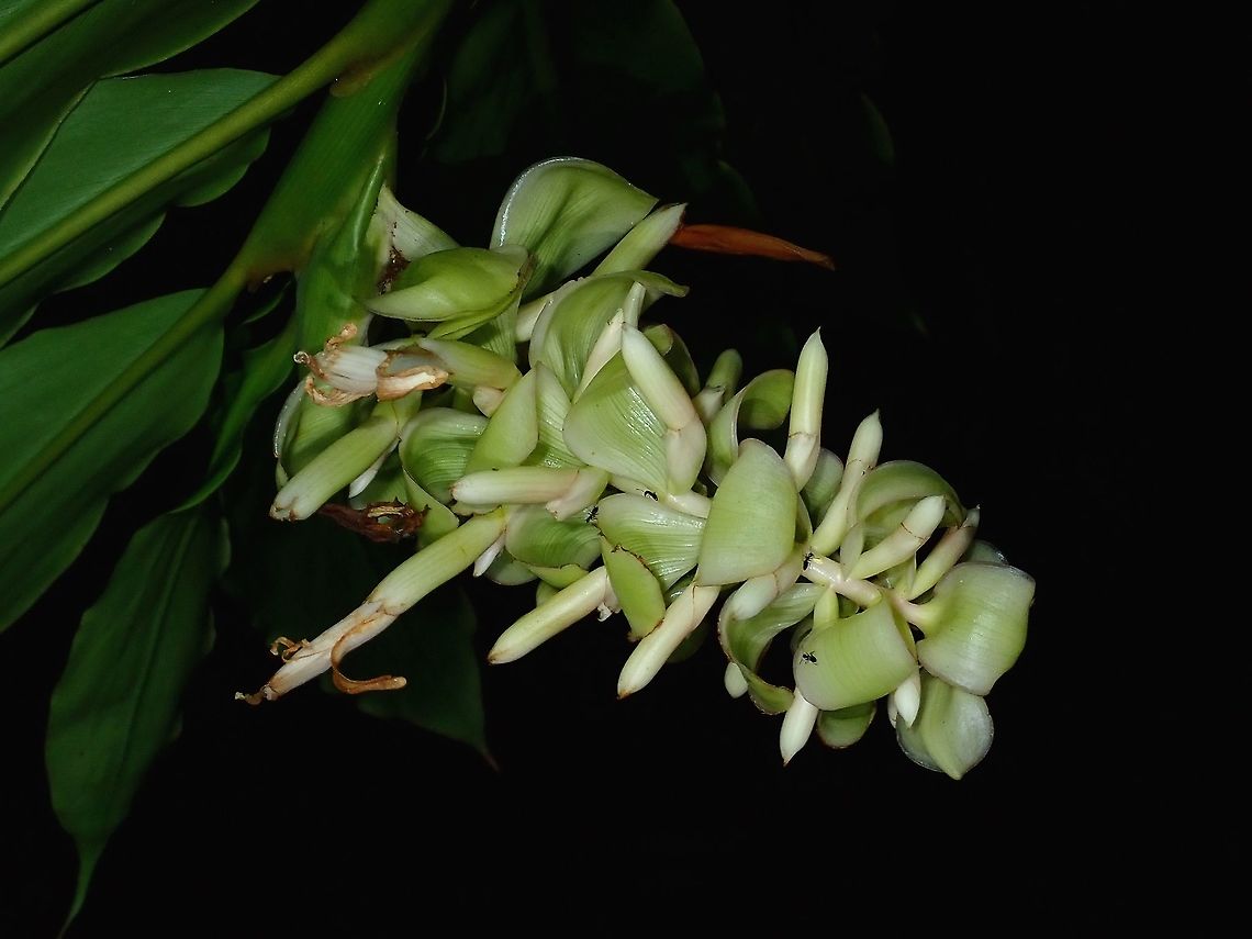 Flowers of Ginger Plant Flowers of Ginger Plant. Fiji,Flower,Flowers,Ginger,Plant