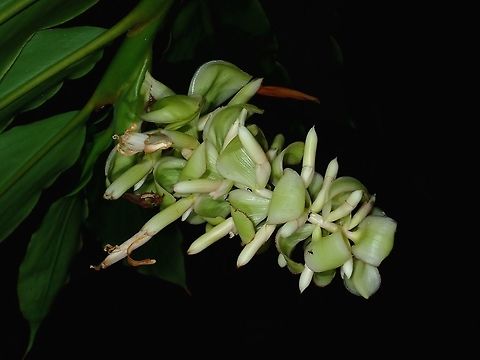 Flowers of Ginger Plant Flowers of Ginger Plant. Fiji,Flower,Flowers,Ginger,Plant
