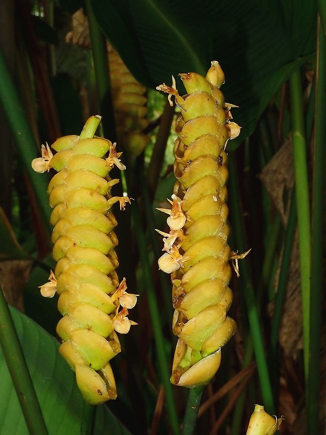 Yellow Flowers of Ginger A bunch of yellow Ginger Flowers. Fiji,Flower,Flowers,Ginger,Plant