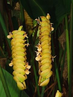 Yellow Flowers of Ginger A bunch of yellow Ginger Flowers. Fiji,Flower,Flowers,Ginger,Plant