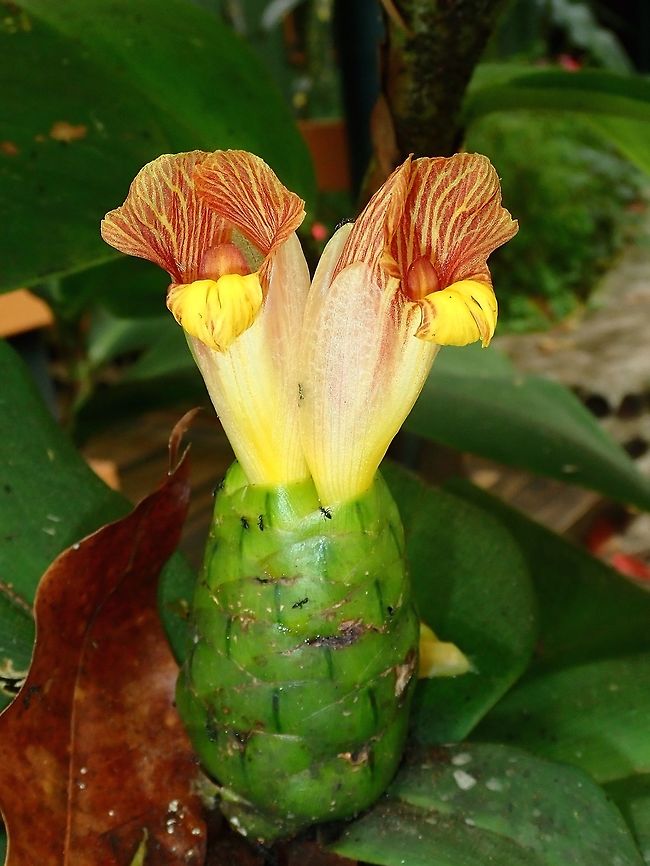 Flowers  Fiji,Flower,Flowers,Plant