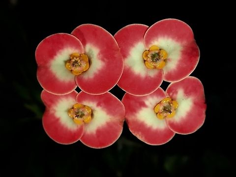 Euphorbia milii Update : Managed to get the ID of this Flowers - Euphorbia milii.
It is a native plant/flower from Madagascar, widely spread to tropical countries.

Thanks to WildFlower for the ID Crown of Thorns,Euphorbia milii,Fiji,Flower,Flowers,Plant