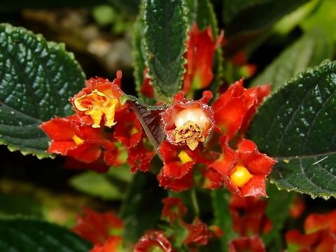 Red Flowers  Fiji,Flower,Flowers,Plant