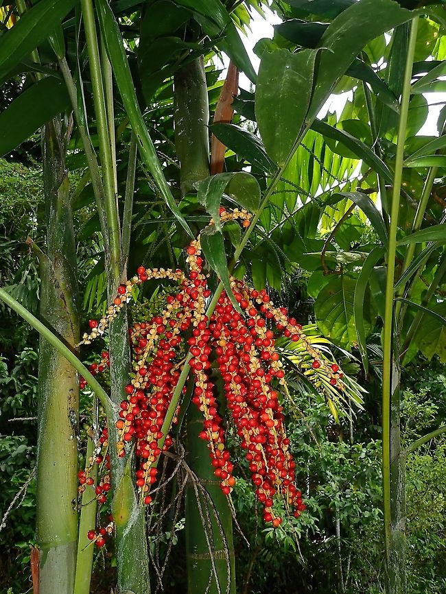 Red Seeds Seeds/Fruits of Palm Tree Fiji,Fruit,Palm,Plant,Seed