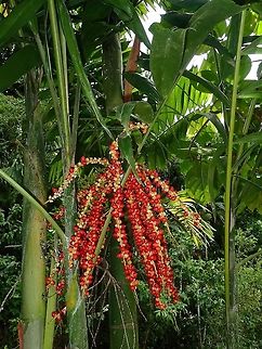 Red Seeds Seeds/Fruits of Palm Tree Fiji,Fruit,Palm,Plant,Seed