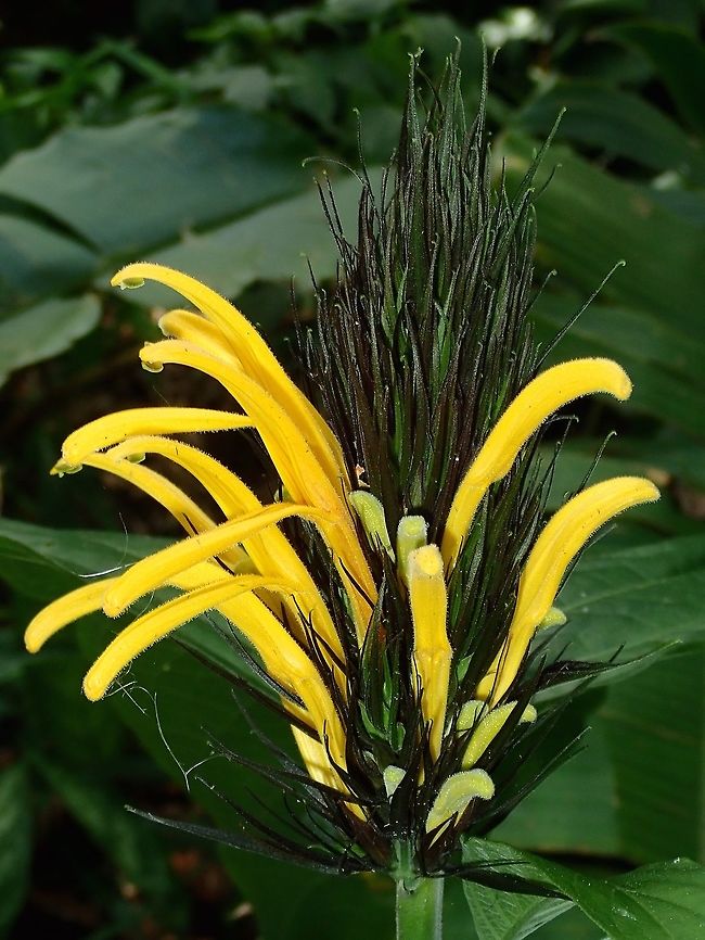 Yellow Flowers  Fiji,Flower,Flowers,Plant