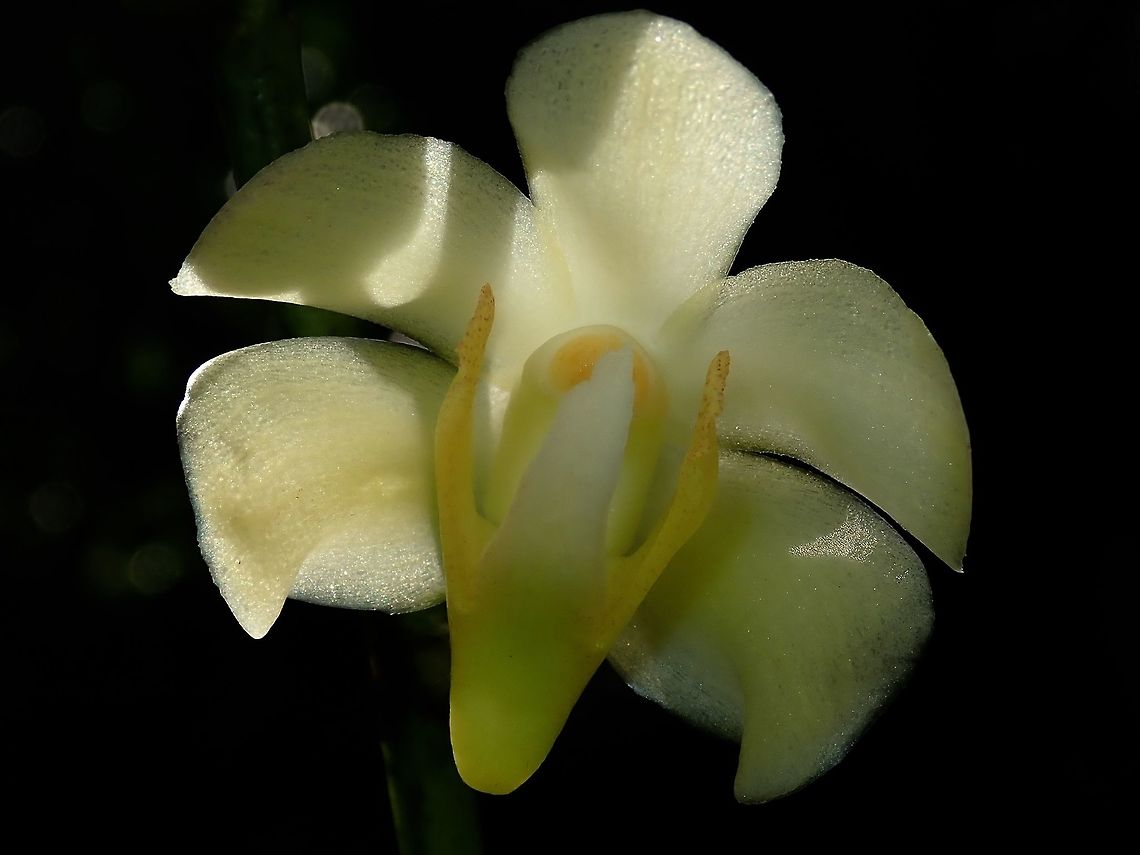 Yellow Orchid Saw this Orchid at the Gardens of the Sleeping Giant. Fiji,Flower,Flowers,Orchid,Plant