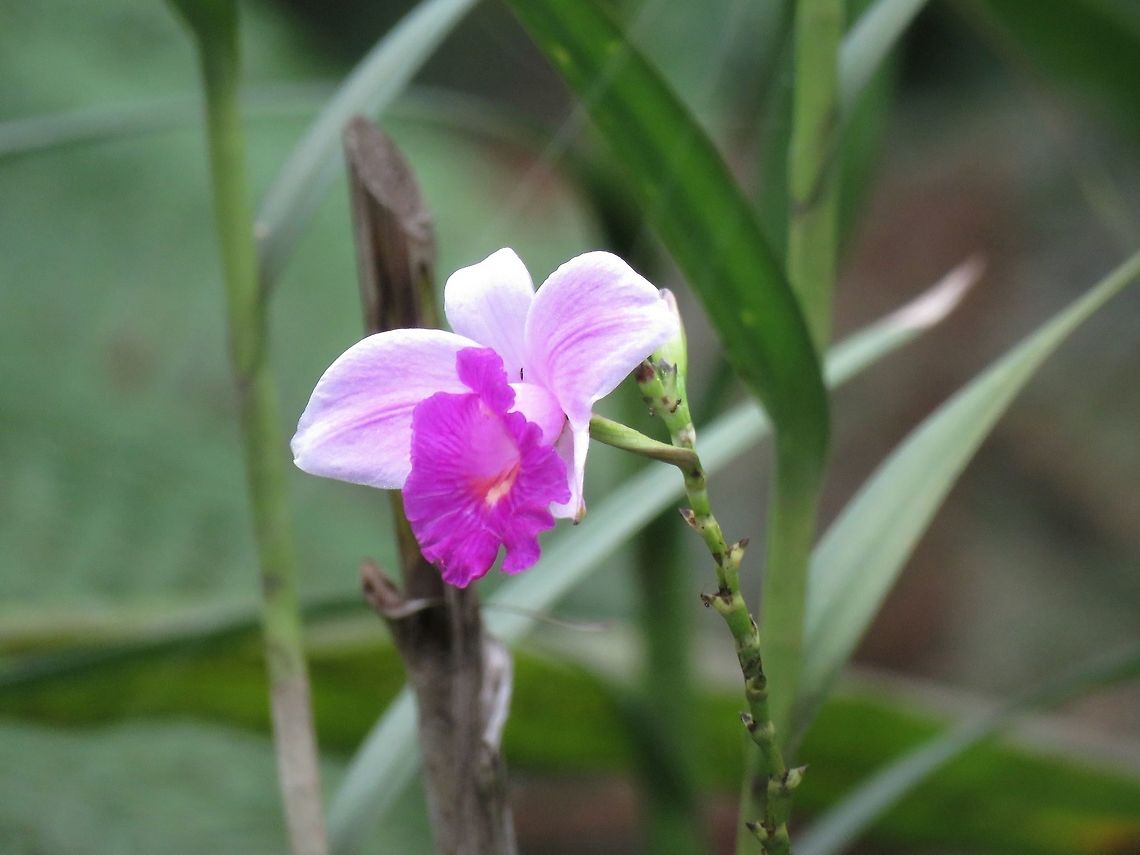Bamboo Orchid - Arundina graminifolia Not definitely sure, could be a Bamboo Orchid - Arundina graminifolia, very common along the main hiking trails of the Park in Suva. Arundina graminifolia,Bamboo Orchid,Fiji,Flower,Flowers,Orchid,Plant
