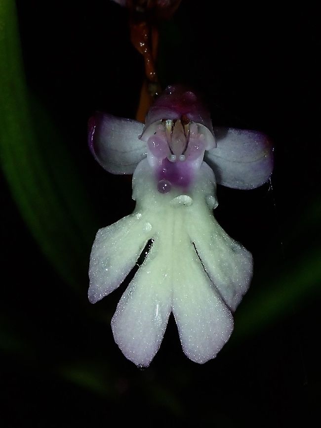Small Orchid  Cynorkis fastigiata,Fiji,Flower,Flowers,Orchid,Plant