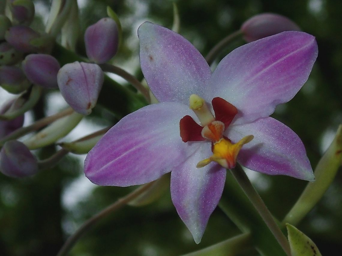 Orchids Purple-coloured Orchid, seen around Colo-i-Suva Park. Fiji,Flower,Flowers,Orchid,Orchids,Plant