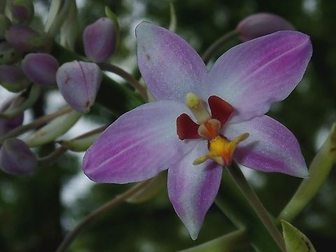 Orchids Purple-coloured Orchid, seen around Colo-i-Suva Park. Fiji,Flower,Flowers,Orchid,Orchids,Plant