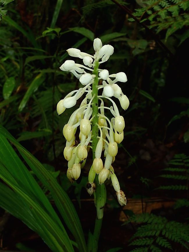 White Orchids A Stalk of White to Yellowish Orchids not in bloom yet, seen in the main trails of Colo-i-Suva Park. Fiji,Flower,Flowers,Orchid,Orchids,Plant