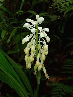 White Orchids A Stalk of White to Yellowish Orchids not in bloom yet, seen in the main trails of Colo-i-Suva Park. Fiji,Flower,Flowers,Orchid,Orchids,Plant