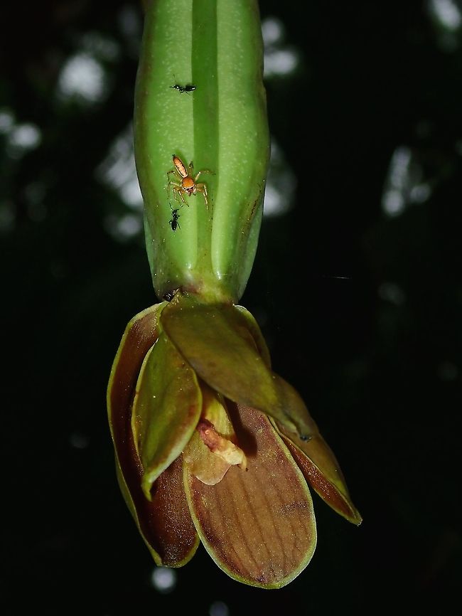 Jumping Spider - Cosmophasis lami Saw this Orchid just around the the place I stayed at Colo-i-Suva Park.  It was just budding when I arrived there and over the next few days, it didn&#039;t fully bloom, unfortunately.  In the picture, a small &#039;goldish&#039; coloured Jumping Spider can be seen.<br />
<br />
Update :<br />
This observation is changed to the Jumping Spider, which is identified as Cosmophasis lami. Cosmophasis lami,Fiji,Flower,Flowers,Orchid,Orchids,Plant