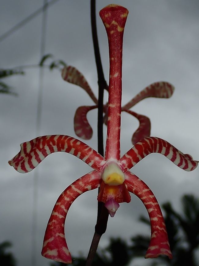 Scorpion Orchid - Arachnis flos-aeris Not exactly sure, a Scorpion Orchid, possibly Arachnis flos-aeris (?)<br />
<br />
Common in the gardens of the villagers around Colo-i-Suva Park. Arachnis flos-aeris,Fiji,Flower,Flowers,Orchid,Orchids,Plant,Scorpion Orchid