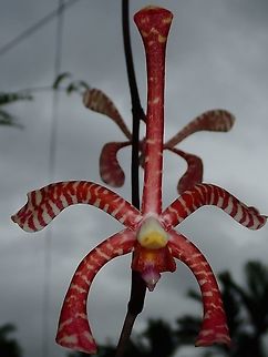 Scorpion Orchid - Arachnis flos-aeris Not exactly sure, a Scorpion Orchid, possibly Arachnis flos-aeris (?)

Common in the gardens of the villagers around Colo-i-Suva Park. Arachnis flos-aeris,Fiji,Flower,Flowers,Orchid,Orchids,Plant,Scorpion Orchid