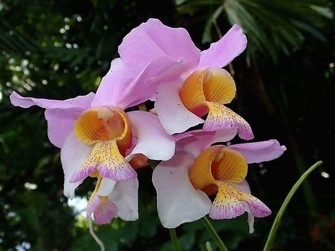 Big Orchids Saw this big sized Orchids at the Gardens of the Sleeping Giant. Fiji,Flower,Flowers,Orchid,Orchids,Plant