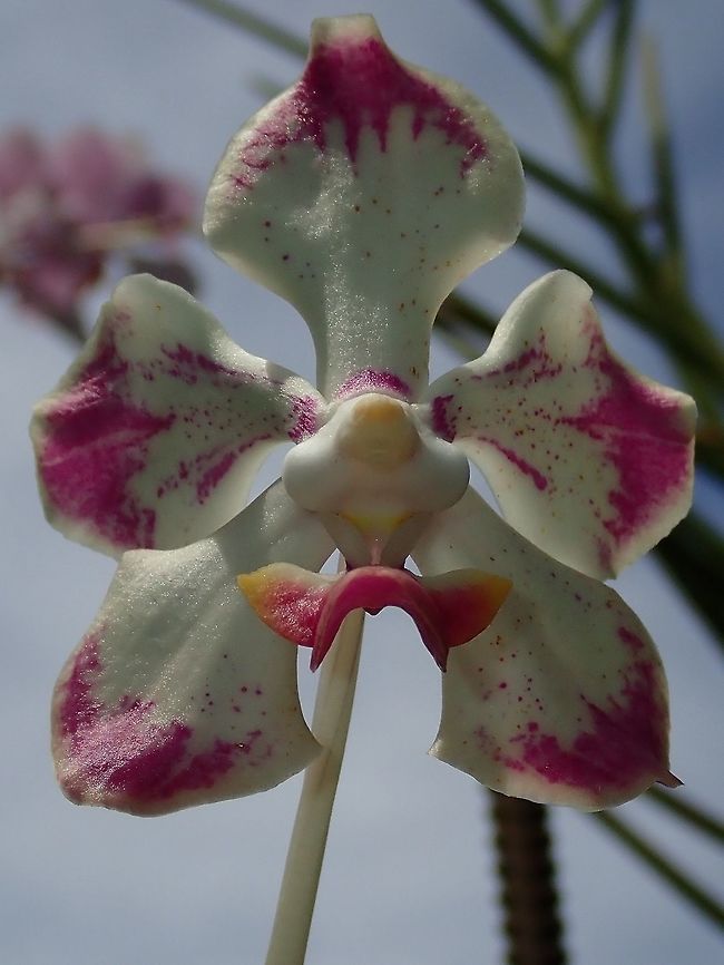 Pink & White Nicely coloured Orchids, Purple/Pinkish on white.<br />
Saw them at the Gardens of the Sleeping Giant. Fiji,Flower,Flowers,Orchid,Orchids,Plant