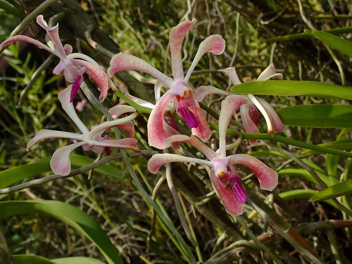 Scorpion Orchid - Arachnis sp Scorpion Orchid from the genus Arachnis sp?<br />
Saw this at the Gardens of the Sleeping Giant. Arachnis,Arachnis sp,Fiji,Flower,Flowers,Orchid,Orchids,Plant,Scorpion Orchid