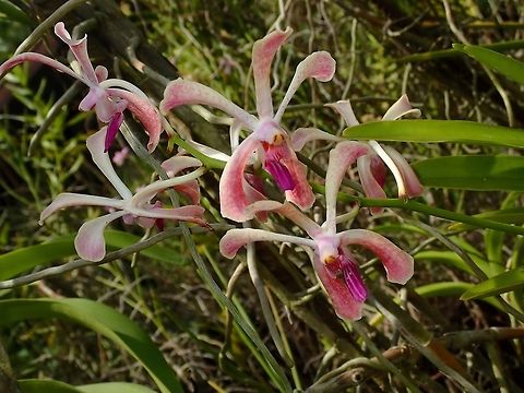 Scorpion Orchid - Arachnis sp Scorpion Orchid from the genus Arachnis sp?
Saw this at the Gardens of the Sleeping Giant. Arachnis,Arachnis sp,Fiji,Flower,Flowers,Orchid,Orchids,Plant,Scorpion Orchid