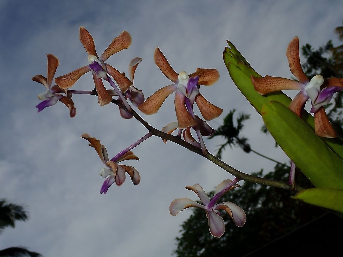 Scorpion Orchid - Arachnis sp Scorpion Orchid from the genus Arachnis sp?<br />
Saw this at the Gardens of the Sleeping Giant. Fiji,Flower,Flowers,Orchid,Orchids,Plant,Scorpion Orchid