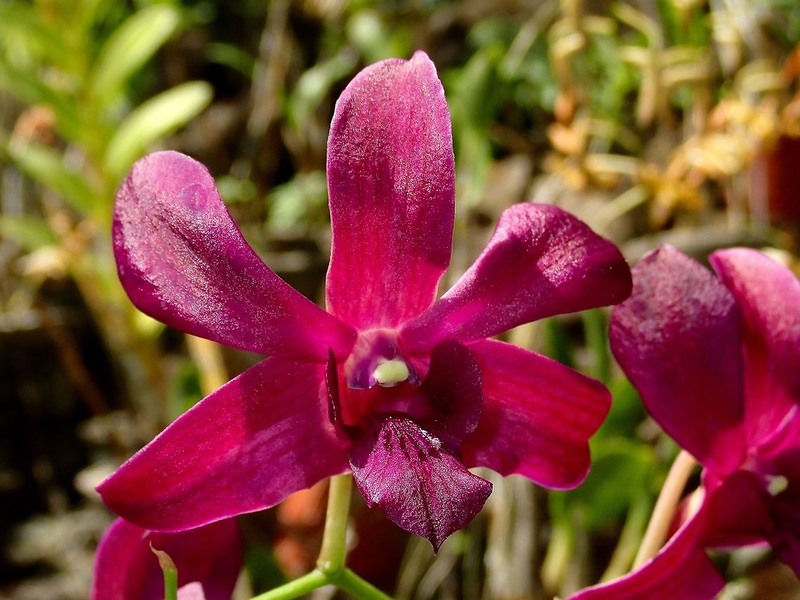 Deep Purple Orchids, seen at Gardens of the Sleeping Giant. Fiji,Flower,Flowers,Orchid,Orchids,Plant