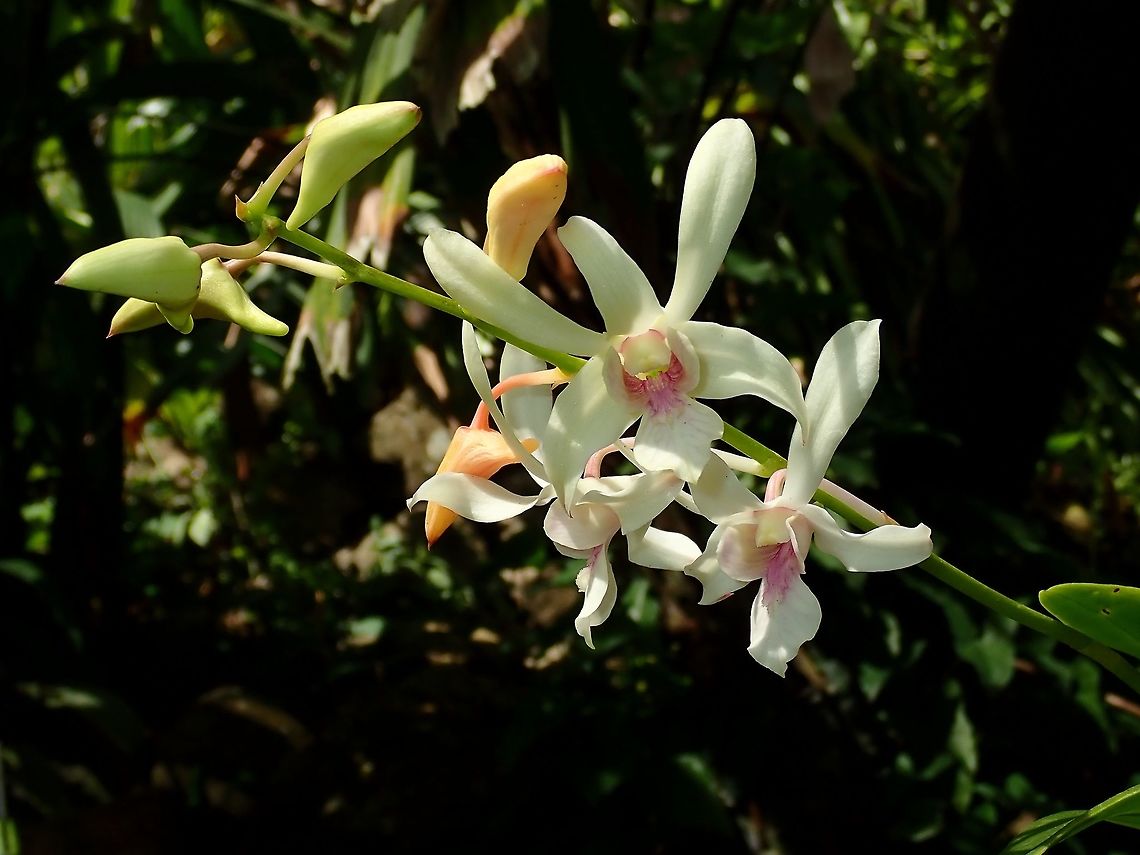 Orchids Orchids, seen at the Gardens of the Sleeping Giant. Fiji,Flower,Flowers,Orchid,Orchids,Plant