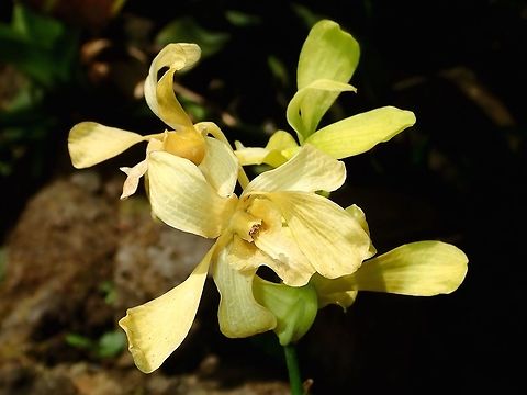 Yellow Orchids Yellow coloured Orchids, seen at the Garden of the Sleeping Giant. Fiji,Flower,Flowers,Orchid,Orchids,Plant