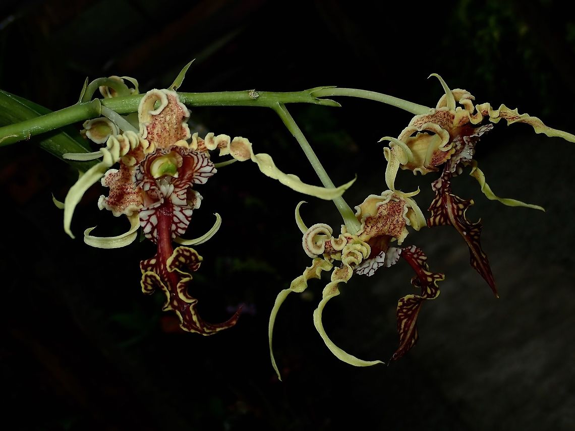 Alien Orchid - Dendrobium spectabile This Dendrobium spectabile Orchid is also known as Alien Orchid for its odd and unique look/shapes.<br />
<br />
Saw them at the Gardens of the Sleeping Giant. This is a highly priced and collector's Orchids. <br />
<br />
Aside from its unique appearance, the flowers are protected from being fertilized by flying insects by covering the pollen and seed. However the flower is hinged and crawling insects can go under the hinged portion of the flower. It apparently wants to be fertilized by a specific insect for which it has evolved a mechanism to accomplish this. Possibly it once grew in an area where an insect would take its pollen without fertilizing the plant. Nature finds a way to adapt. Alien Orchid,Dendrobium spectabile,Fiji,Flower,Flowers,Orchid,Orchids,Plant