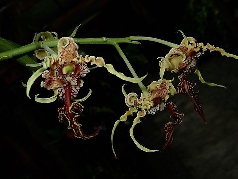 Alien Orchid - Dendrobium spectabile This Dendrobium spectabile Orchid is also known as Alien Orchid for its odd and unique look/shapes.

Saw them at the Gardens of the Sleeping Giant. This is a highly priced and collector's Orchids. 

Aside from its unique appearance, the flowers are protected from being fertilized by flying insects by covering the pollen and seed.   However the flower is hinged and crawling insects can go under the hinged portion of the flower.  It apparently wants to be fertilized by a specific insect for which it has evolved a mechanism to accomplish this.  Possibly it once grew in an area where an insect would take its pollen without fertilizing the plant.  Nature finds a way to adapt. Alien Orchid,Dendrobium spectabile,Fiji,Flower,Flowers,Orchid,Orchids,Plant