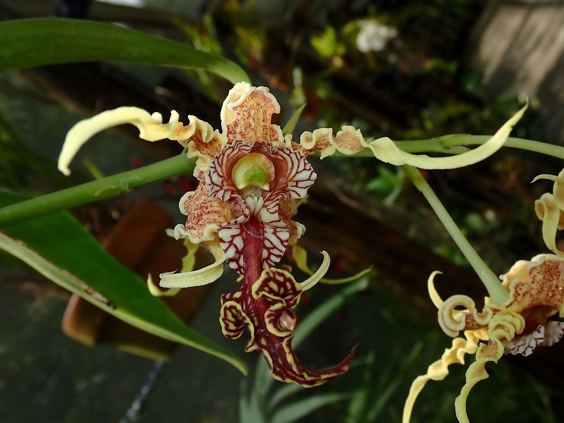 Alien Orchid Alien Orchid - Dendrobium spectabile, seen at Gardens of the Sleeping Giant. Alien Orchid,Dendrobium spectabile,Fiji,Flower,Flowers,Orchid,Orchids,Plant