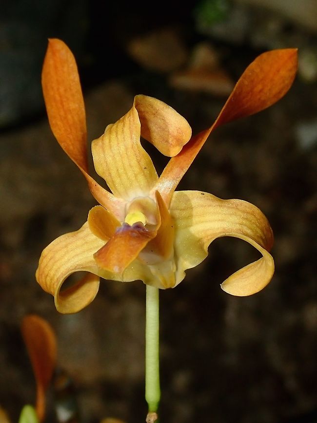 Golden Twirl Saw this Orchid at the Gardens of the Sleeping Giant. Fiji,Flower,Flowers,Orchid,Orchids,Plant