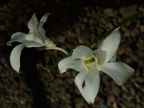 White Orchids White coloured Orchids seen at the Garden of the Sleeping Giant Fiji,Flower,Flowers,Orchid,Orchids,Plant