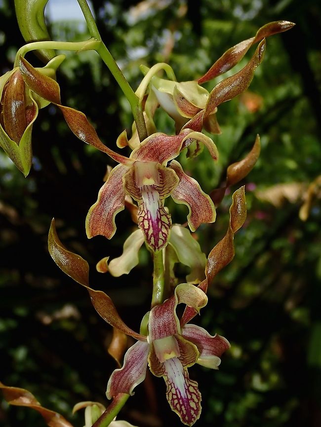 Orchids Orchids with a twist, seen at the Gardens of the Sleeing Giant.<br />
<br />
Note : It is well known that there are also many hybrid Orchids at the Garden, but there were no lables/IDs to verify them, unfortunately. Fiji,Flower,Flowers,Orchid,Orchids,Plant