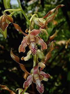 Orchids Orchids with a twist, seen at the Gardens of the Sleeing Giant.
Note : It is well known that there are also many hybrid Orchids at the Garden, but there were no lables/IDs to verify them, unfortunately. Fiji,Flower,Flowers,Orchid,Orchids,Plant