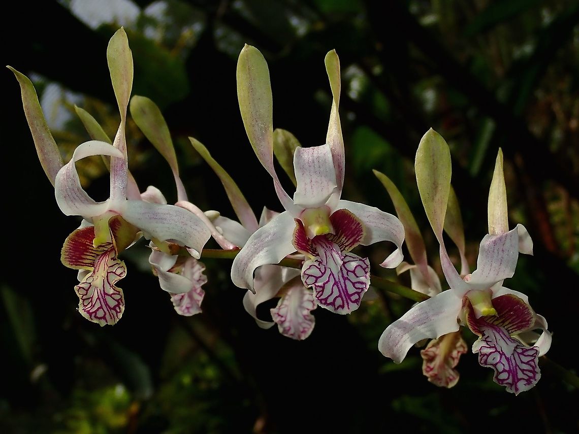 Triple Twirls Orchids, seen at the Garden of the Sleeping Giant.<br />
<br />
Note : It is well known that there are also many hybrid Orchids at the Garden, but there were no lables/IDs to verify them, unfortunately. Fiji,Flower,Flowers,Orchid,Orchids,Plant