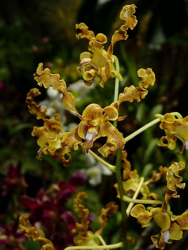 Curlies Orchids with curly/twisted petals, seen at Garden of the Sleeping Giant.<br />
<br />
Note : It is well known that there are also many hybrid Orchids at the Garden, but there were no lables/IDs to verify them, unfortunately. Fiji,Flower,Flowers,Orchid,Orchids,Plant