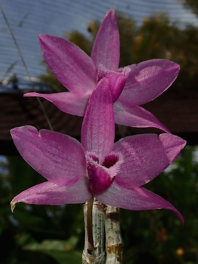 Hairy Lips I think the part of the Orchid that is 'hairy' is called Lips?<br />
Saw this Orchid at the Garden of the Sleeping Giant. Fiji,Flower,Flowers,Orchid,Orchids,Plant